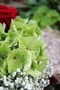 Brautstrauß, Brautsträuße, rote Rosen, grüne Hortensie, weißes Schleierkraut