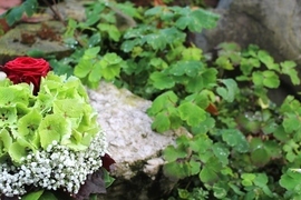 Brautstrauß, Hortensienkuppel, rot, weiß, grün, rote Rose, Schleierkraut