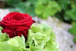 Rot-weiß-grün, Brautstrauß, Hochzeit, Floristik, Hortensie, Rose