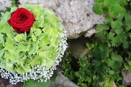 Hochzeitsfloristik, Brautstrauß, Hortensie mit roter Rose, Schleierkraut