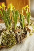 Tischdeko Frühling, Cocosblatt bepflanzt, Narzissen, Moos, Eier, Feder, Weidenkätzchen, Rinde