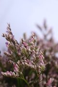 strandflieder. limonium, fliederfarben, tischdeko strauss strandflieder, tischgesteck strauß limonium, 